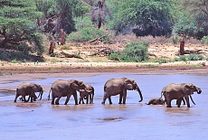 Elephants in Selous