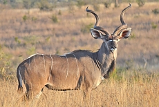 Kudu's